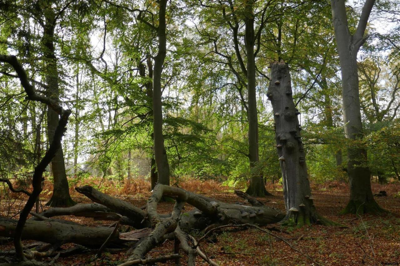 "Balmgarten" Im Naturpark Usedom, Bio Solarhaus Mit Grossem Garten Экстерьер фото